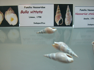 Bulla vittata