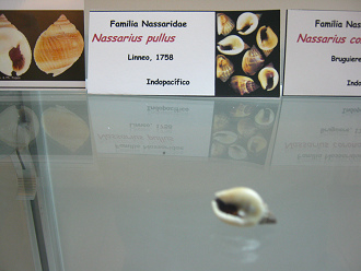 Nassarius pullus