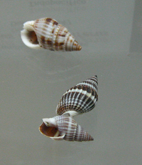 Nassarius margaritiferus, primer
                                  plano 01
