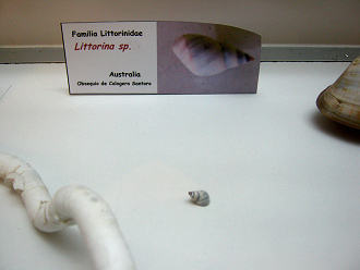 Littorina sp