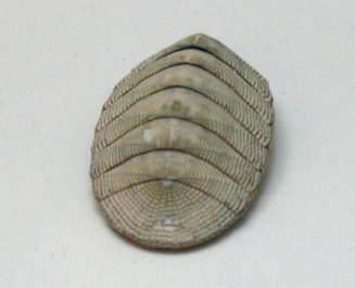 Chiton cumingasi, primer plano