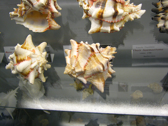 Hexaplex brassica, vista parcial 01