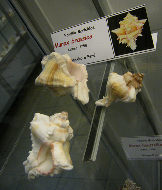 Murex brassica