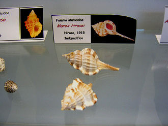 Murex hirasei
