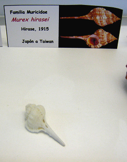 Murex hirasei