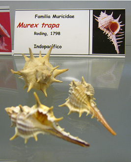 Murex trapa