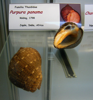 Purpura panama