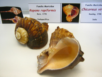 Rapana rapiformis