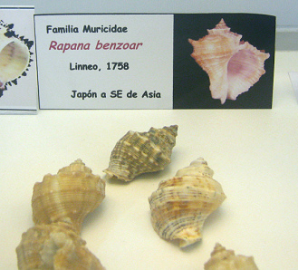 Rapana benzoar, placa