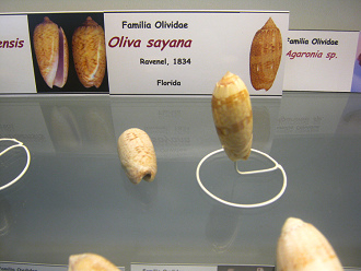 Oliva sayana