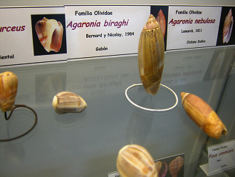 Agaronia biraghi