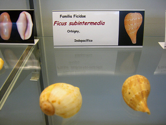 Ficus subintermedia