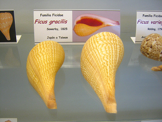 Ficus gracilis