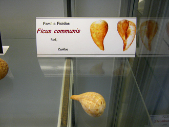 Ficus communis