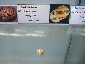 Natica colliei