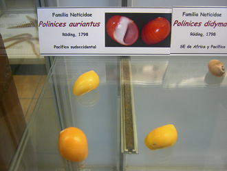 Polinices auriantus