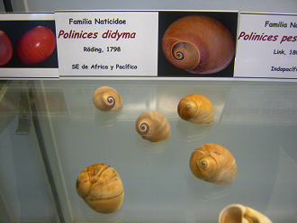 Polinices didyma