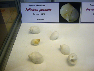 Polinices putealis