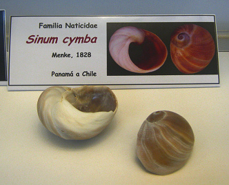 Sinum cymba