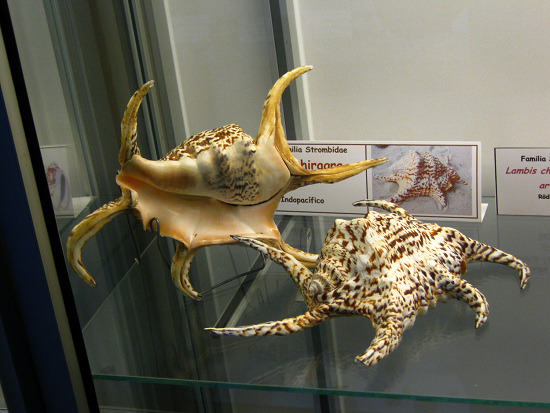 Lambis chiragra 03