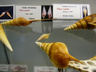 Tibia powisi