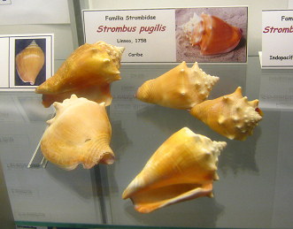 Strombus pugilis 02