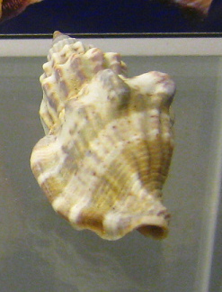 Strombus labiatus, primer plano 03