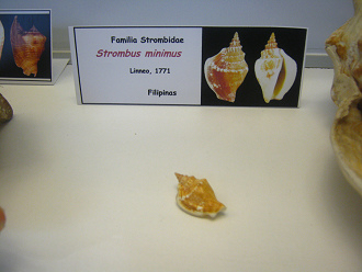 Strombus minimus