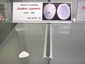Diodora cayensis