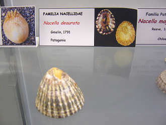 Nacella deaurata
