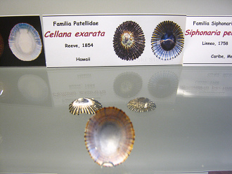 Cellana exarata