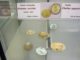 Acmaea scutum