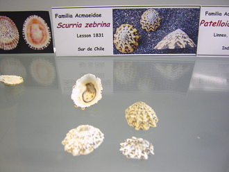 Scurria zebrina