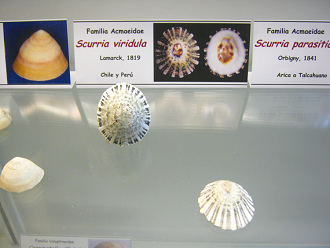 Scurria viridula