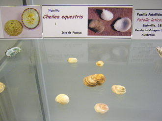 Cheilae equestris