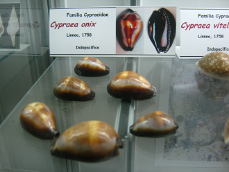Cypraea onix