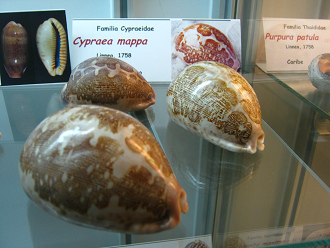 Cypraea mappa, vista total