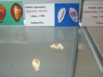 Cypraea stolida