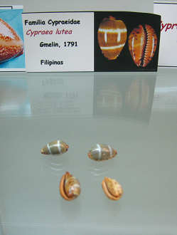 Cypraea lutea