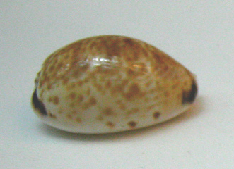 Cypraea minoridens, primer plano 03