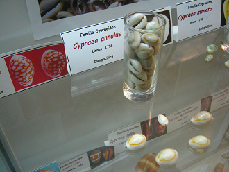 Cypraea annulus