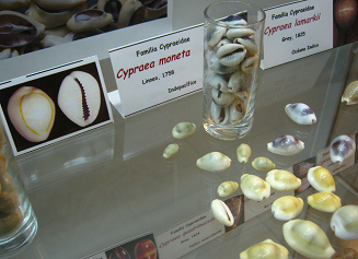 Cypraea moneta