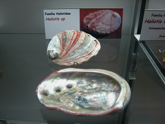 Haliotis sp
