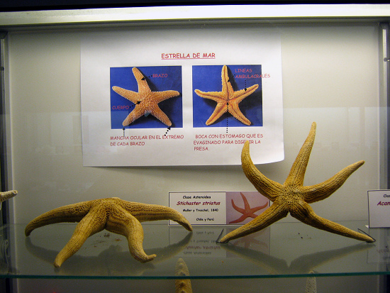 Stichaster striatus