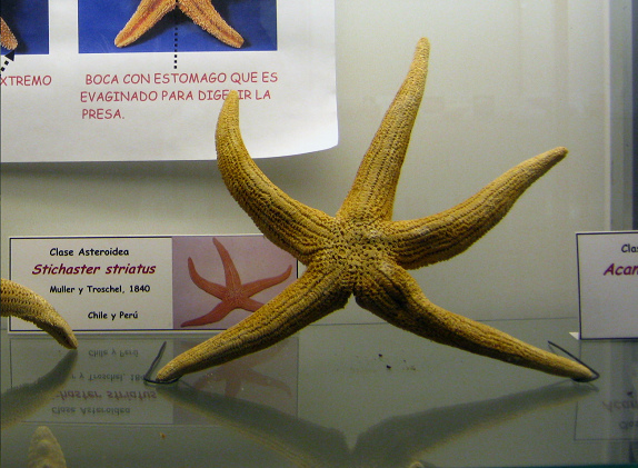 Stichaster striatus, primer plano 02