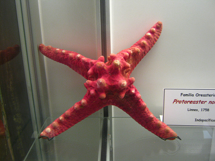 Protoreaster nodosus, primer plano 01