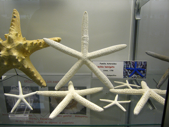 Linckia laevigata