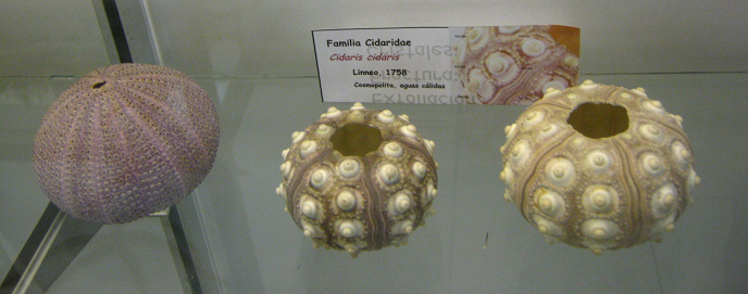 Cidaris cidaris