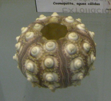 Cidaris
                          cidaris, primer plano 02