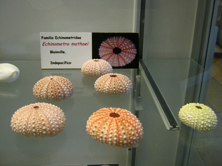 Echinometra
                          mathaei